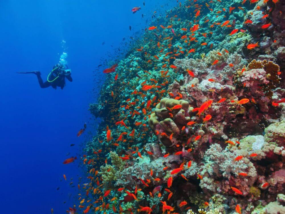 Diving a Marsa Alam: Guida Completa per Subacquei Principianti ed Esperti