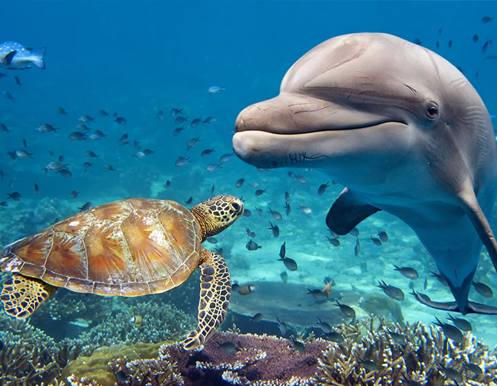 Dolphin House (Diving)